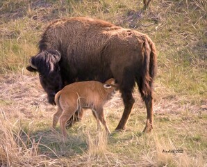 Fototapeta premium Bison Calf Nursing in Yellowstone National Park 