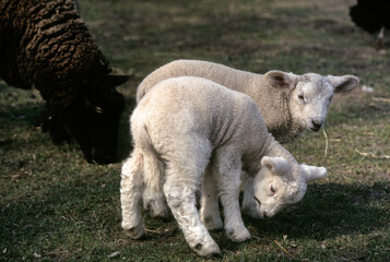 Fototapeta premium Mouton, agneau, jeunes, race Suffolk