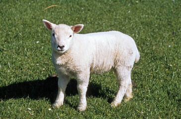 Mouton, jeune, race Texel