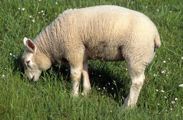 Obraz premium Mouton, jeune, race Texel
