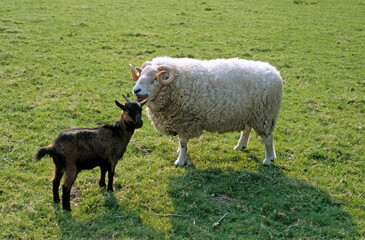 Mouton, race Ile de France, chêvre