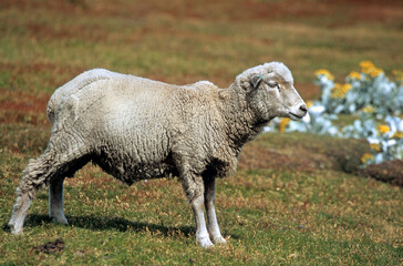 Obraz premium Mouton, race Falkland