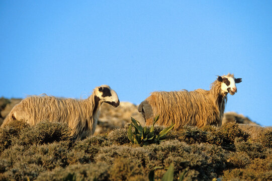 Mouton, race Awassi