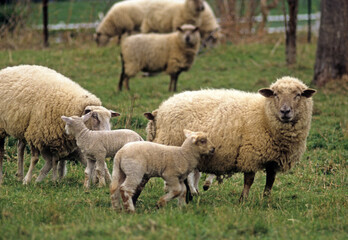 Mouton, agneau, race Vendéen