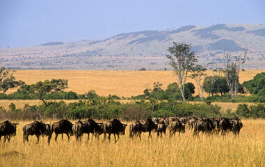 Fototapeta premium Gnou bleu, migration, Connochaetes taurinus, Parc national de Masai Mara, Kenya