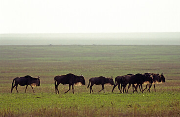Gnou bleu, migration, Connochaetes taurinus, Parc national de Masai Mara, Kenya