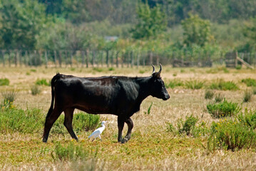 Fototapeta premium Taureau Camarguais, Héron garde boeufs, Bubulcus ibis, Western Cattle , Camargue