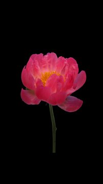 Time lapse of opening coral peony flower, vertical orientation