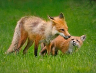 Red Fox With Her Kit 