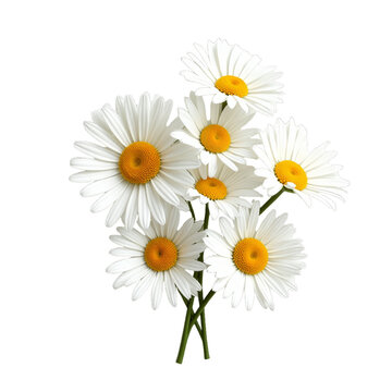 White daisies with yellow centers