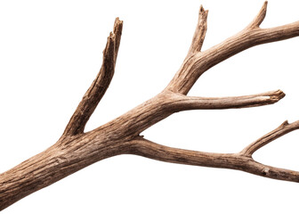 Detailed tree branch texture dead tree isolated on white PNG