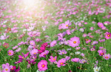 beautiful pink cosmos flowers in the farming area. flower field on winter season at Lop buri