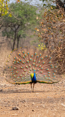 Obraz premium vibrant peacock displaying its colorful feathers in natural setting