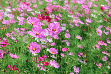beautiful pink cosmos flowers in the farming area. flower field on winter season at Lop buri,