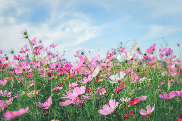 beautiful white and pink cosmos flowers in the farming area. flower field on winter season