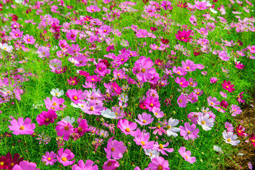 beautiful pink cosmos flowers in the farming area. flower field on winter season at Lop buri,
