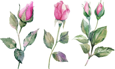 Fototapeta premium set of flowers