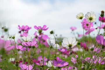 Obraz premium beautiful white and pink cosmos flowers in the farming area. flower field on winter season