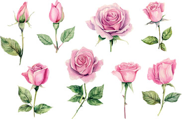 Fototapeta premium pattern of pink roses