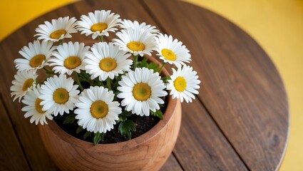 Obraz premium Beautiful white daisies in wooden pot on table
