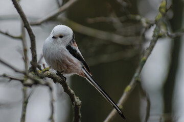 Long-tailed Tit on a branch