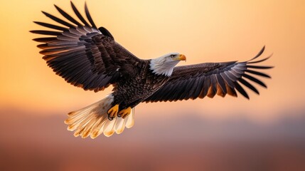 Fototapeta premium Majestic bald eagle soaring over scenic landscape at sunset wildlife photography natural environment dynamic view