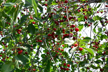 cherry tree with a lot of red cherries in the garden backgrounds