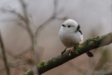 Long-tailed Tit