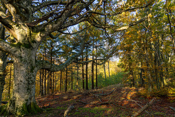 The giants of the Tramazzo. Tredozio, Parco Nazionale delle Foreste Casentinesi,  Forli, Emilia Romagna. Italy, Europe.