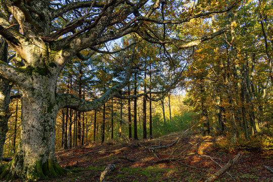 The giants of the Tramazzo. Tredozio, Parco Nazionale delle Foreste Casentinesi,  Forli, Emilia Romagna. Italy, Europe.
