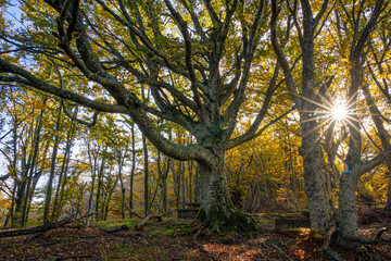 The giants of the Tramazzo. Tredozio, Parco Nazionale delle Foreste Casentinesi,  Forli, Emilia Romagna. Italy, Europe.
