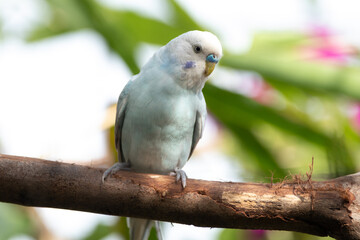 The budgerigar (Melopsittacus undulatus), also known as the common parakeet, shell parakeet or budgie is a small, long-tailed, seed-eating parrot native to Australia