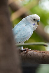 The budgerigar (Melopsittacus undulatus), also known as the common parakeet, shell parakeet or budgie is a small, long-tailed, seed-eating parrot native to Australia