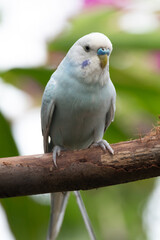 The budgerigar (Melopsittacus undulatus), also known as the common parakeet, shell parakeet or budgie is a small, long-tailed, seed-eating parrot native to Australia