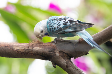 The budgerigar (Melopsittacus undulatus), also known as the common parakeet, shell parakeet or budgie is a small, long-tailed, seed-eating parrot native to Australia