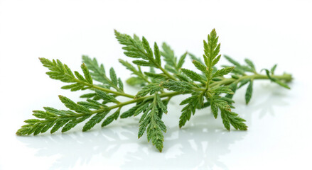 dill isolated on white background