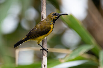 The olive-backed sunbird (Cinnyris jugularis ), also known as the yellow-bellied sunbird, is a species of sunbird found from Southern Asia to Australia.