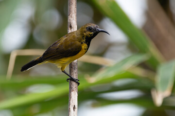 The olive-backed sunbird (Cinnyris jugularis ), also known as the yellow-bellied sunbird, is a species of sunbird found from Southern Asia to Australia.