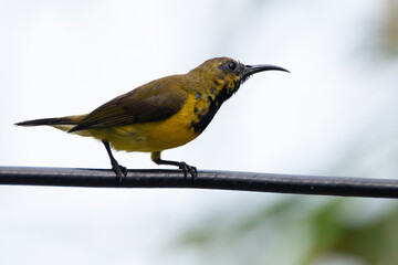 The olive-backed sunbird (Cinnyris jugularis ), also known as the yellow-bellied sunbird, is a species of sunbird found from Southern Asia to Australia.