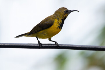 The olive-backed sunbird (Cinnyris jugularis ), also known as the yellow-bellied sunbird, is a species of sunbird found from Southern Asia to Australia.
