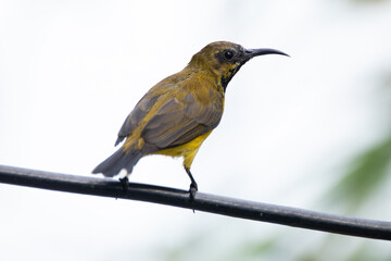 The olive-backed sunbird (Cinnyris jugularis ), also known as the yellow-bellied sunbird, is a species of sunbird found from Southern Asia to Australia.