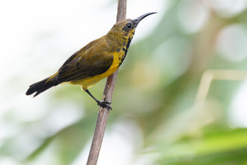 The olive-backed sunbird (Cinnyris jugularis ), also known as the yellow-bellied sunbird, is a species of sunbird found from Southern Asia to Australia.