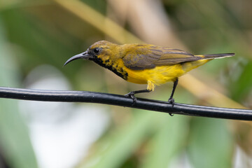 The olive-backed sunbird (Cinnyris jugularis ), also known as the yellow-bellied sunbird, is a species of sunbird found from Southern Asia to Australia.