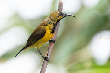 The olive-backed sunbird (Cinnyris jugularis ), also known as the yellow-bellied sunbird, is a species of sunbird found from Southern Asia to Australia.
