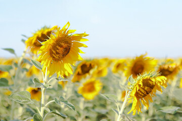 Sprawling sunflower field nearing harvest season, glowing under the warm sunlight. The vibrant yellow blooms stretch toward the sky, symbolizing abundance and the beauty of nature cycles