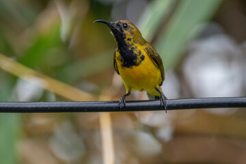 The olive-backed sunbird (Cinnyris jugularis ), also known as the yellow-bellied sunbird, is a species of sunbird found from Southern Asia to Australia.