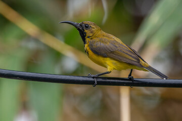 The olive-backed sunbird (Cinnyris jugularis ), also known as the yellow-bellied sunbird, is a species of sunbird found from Southern Asia to Australia.