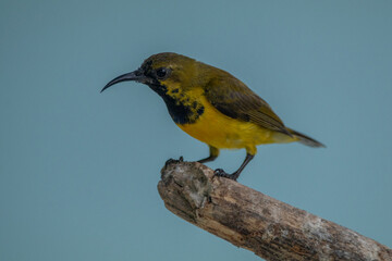 The olive-backed sunbird (Cinnyris jugularis ), also known as the yellow-bellied sunbird, is a species of sunbird found from Southern Asia to Australia.