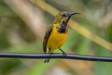 The olive-backed sunbird (Cinnyris jugularis ), also known as the yellow-bellied sunbird, is a species of sunbird found from Southern Asia to Australia.