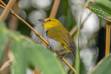 The yellow-ringed white-eye (Heleia wallacei) is a species of bird in the family Zosteropidae. It is found in the Lesser Sunda Islands